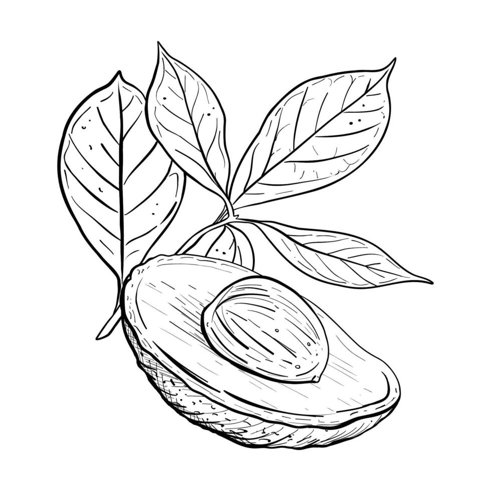 Avocado Hälfte Blätter Vektor Illustration. Avocado Obst Baum Ast Samen. schwarz Gliederung Grafik Zeichnung. tropisch Laub Tinte Linie Kontur. Vegetarier Essen