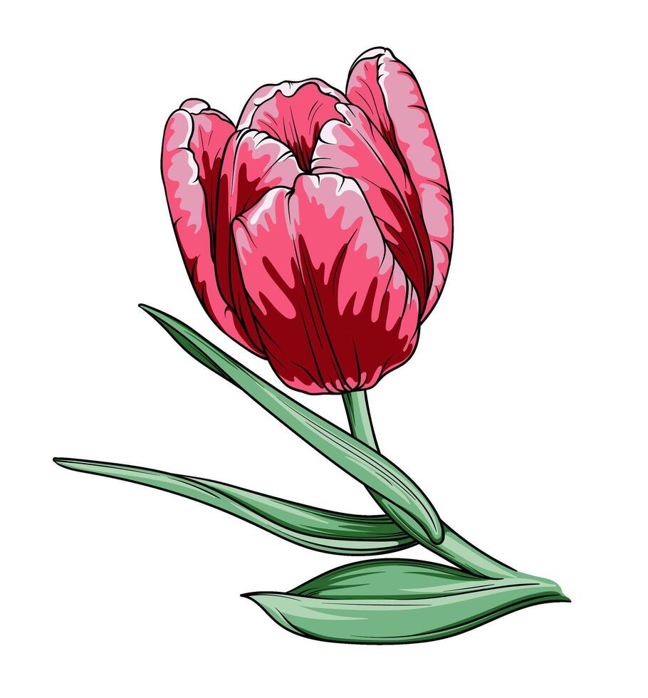 rosa tulpan blomma. hand dragen vektor illustration. isolerat på vit bakgrund.