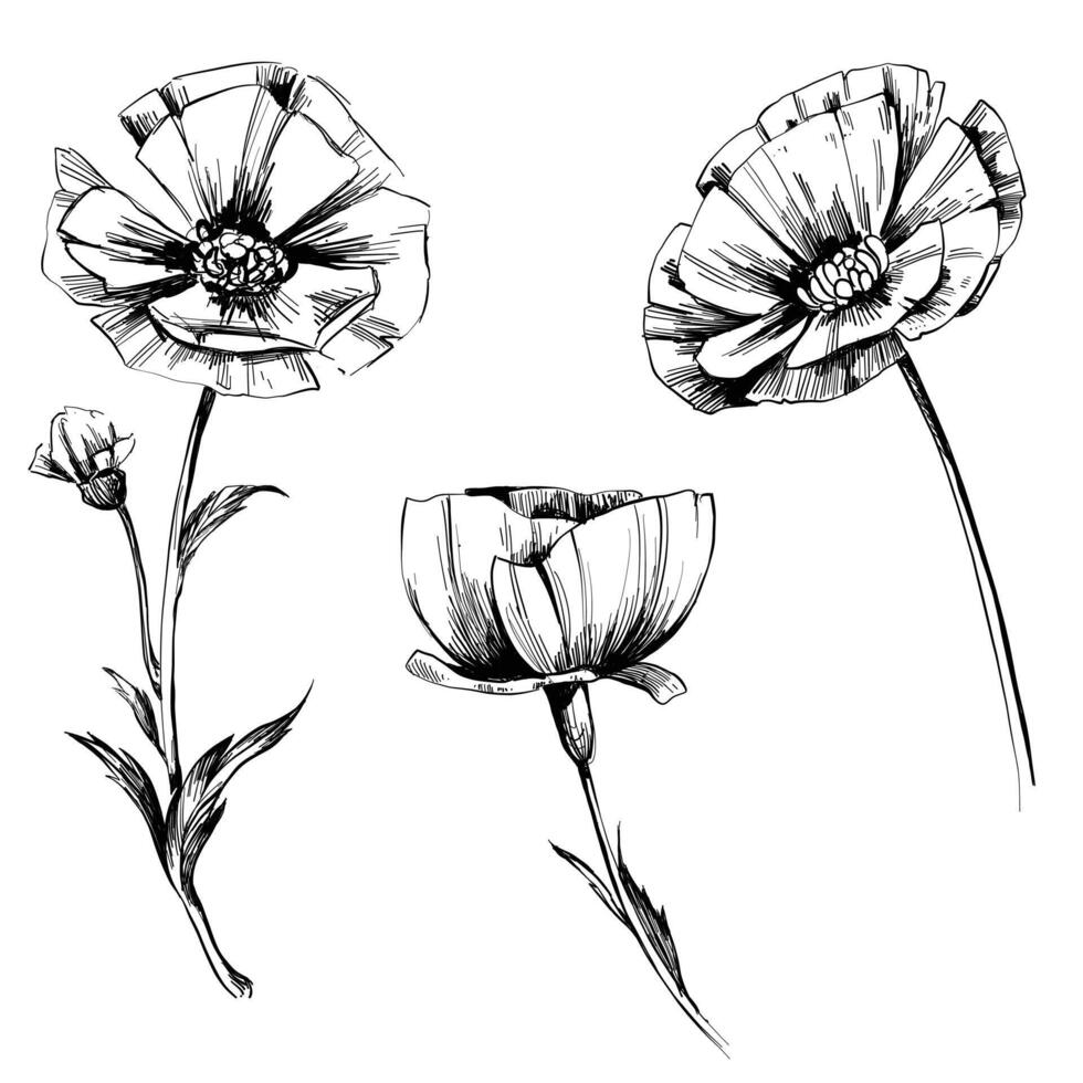 hand dragen vallmo svart och vit illustration vektor detaljerad blommig uppsättning