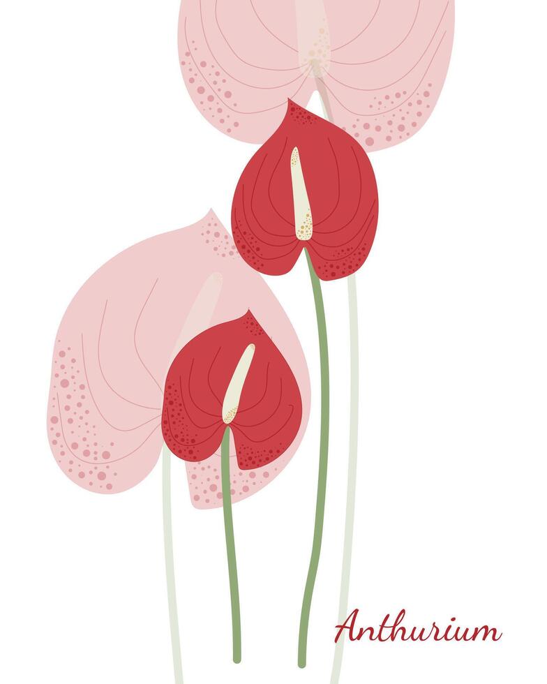 två röd Hem blommor anthurium enkel platt vektor