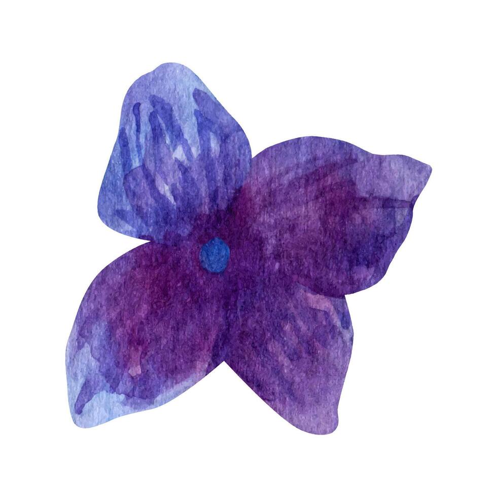 vattenfärg lila hortensia blomning ClipArt, sommar blommor kronblad. vektor