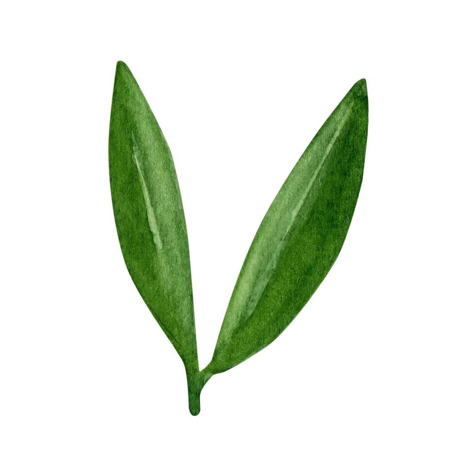 Olive Blätter Ast. Aquarell Clip Art vektor