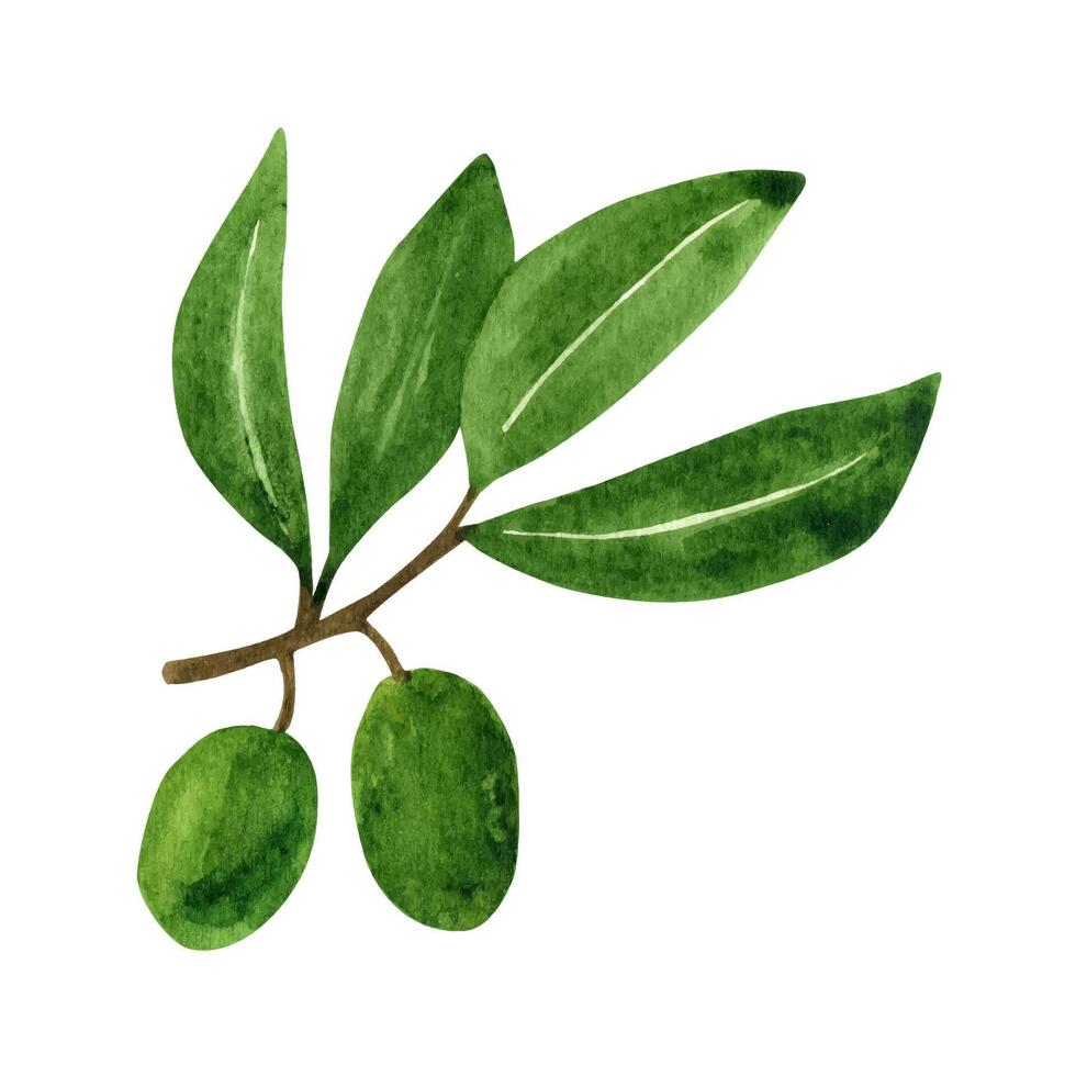 Olive Blätter Ast mit Früchte. Aquarell Clip Art. vektor