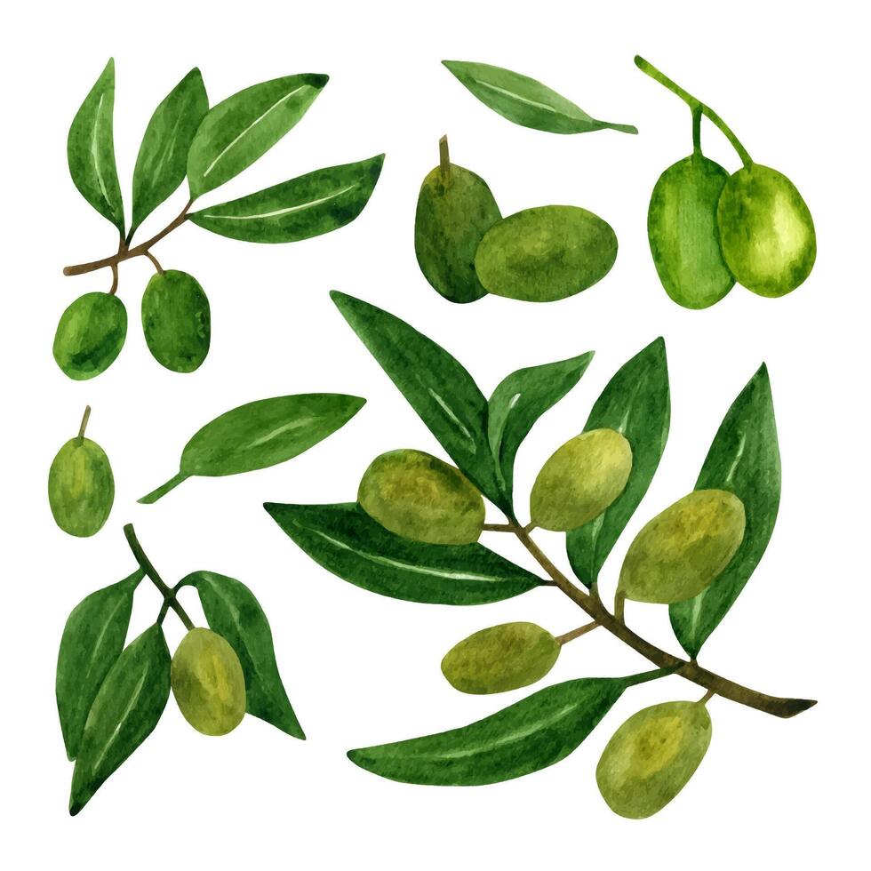 Oliven einstellen mit Olive Geäst und Früchte zum Italienisch Küche Design oder extra Jungfrau Öl Essen oder kosmetisch Produkt Verpackung Verpackung. Hand gezeichnet Illustration im Aquarell. vektor