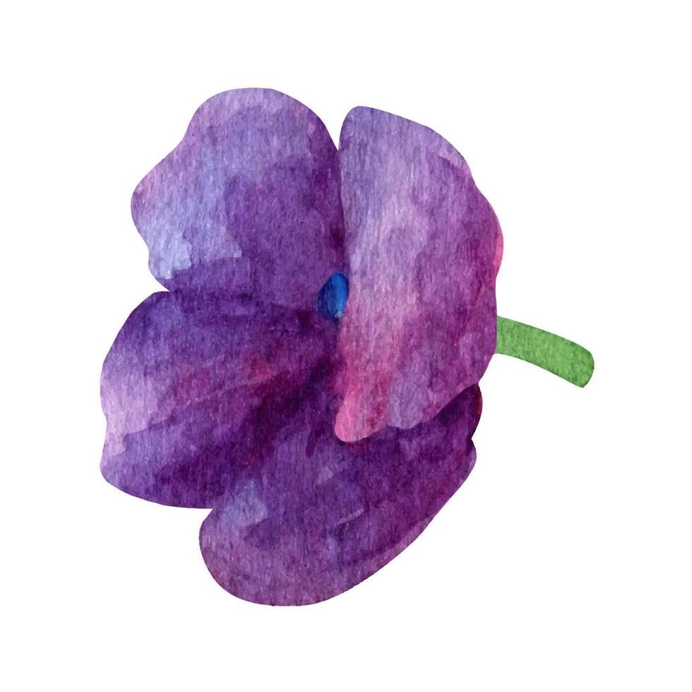 Aquarell lila Hortensie Blühen Clip Art, Sommer- Blumen Blütenblätter. vektor