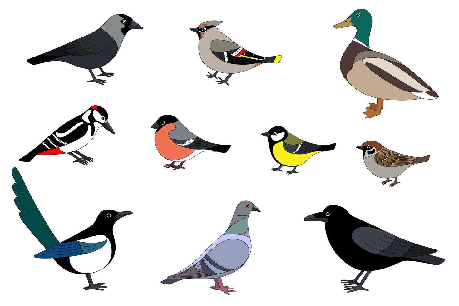 Vektor Illustration von ein Gruppe von sitzend Vögel von Europa und Russland