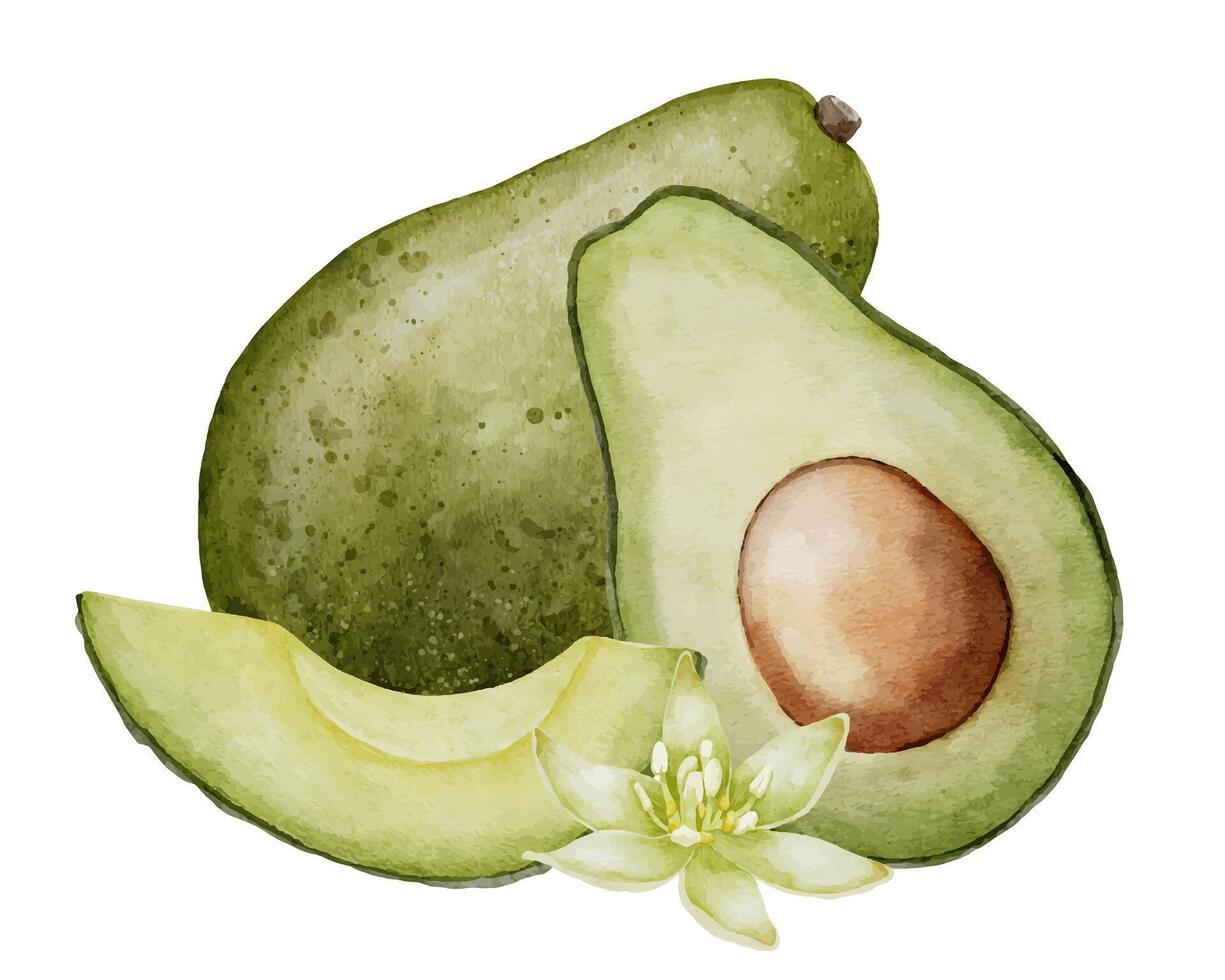 Avocado mit Blume. Aquarell Vektor Illustration. botanisch Zeichnung von Frucht. Gemüse skizzieren malen. vegan organisch Lebensmittel. Hand gezeichnet Clip Art auf isoliert Hintergrund. zum drucken und Logo Design.