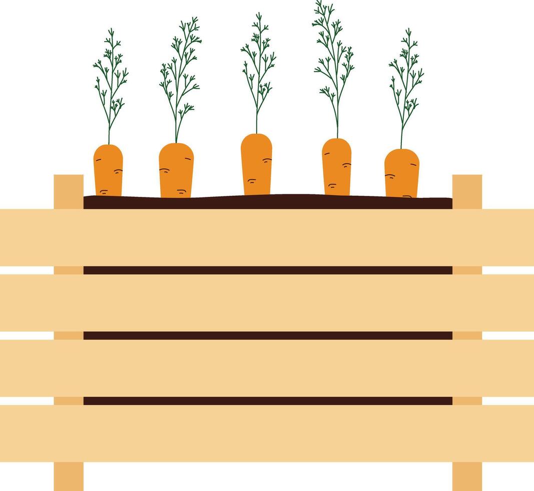 tecknad serie morötter växande i trä- låda isolerat i vit bakgrund vektor