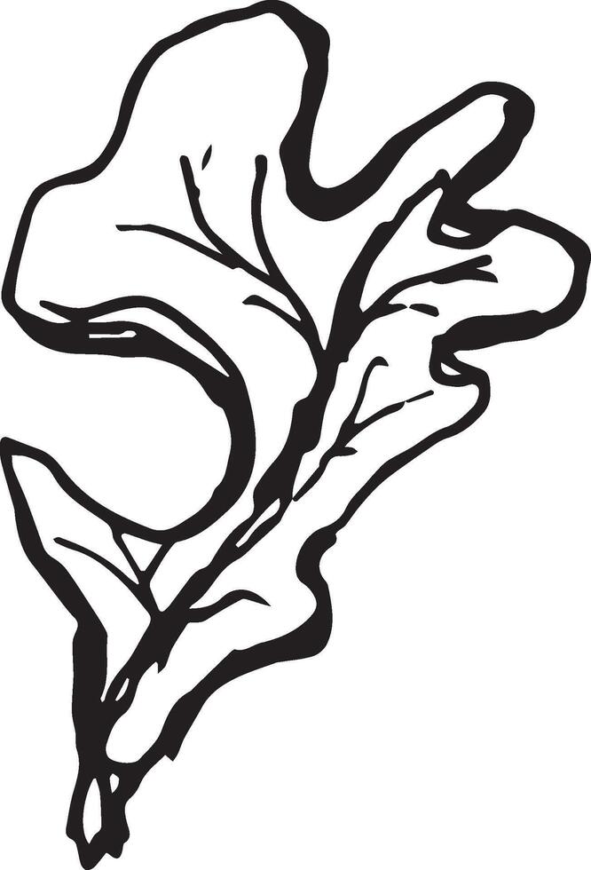 skiss teckning av en ek blad i svart och vit översikt. årgång ek, bra design för några syften. vektor