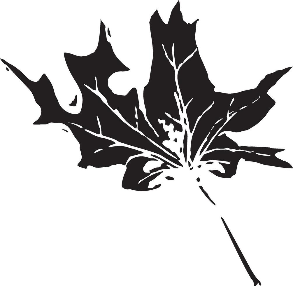 skizzieren Zeichnung von ein Ahorn Blatt im schwarz und Weiß Umriss. Jahrgang Ahorn, großartig Design zum irgendein Zwecke. vektor