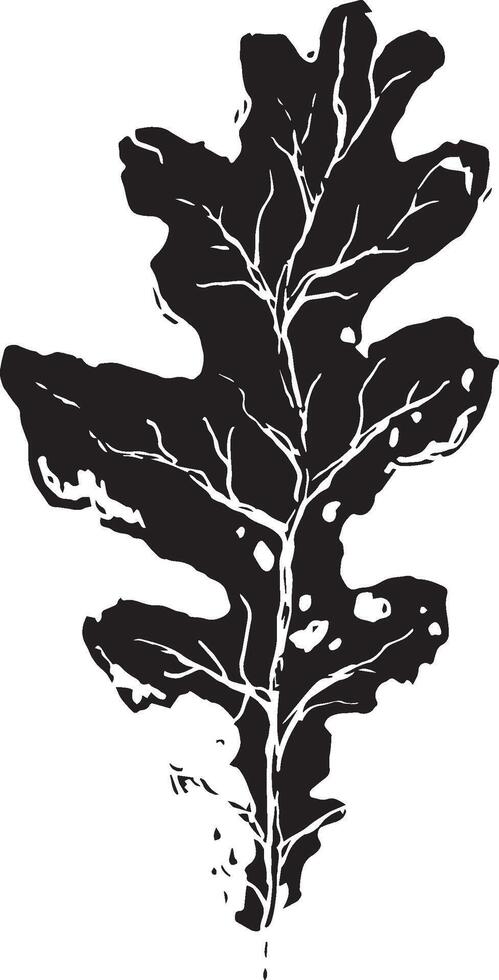 skiss teckning av en ek blad i svart och vit översikt. årgång ek, bra design för några syften. vektor
