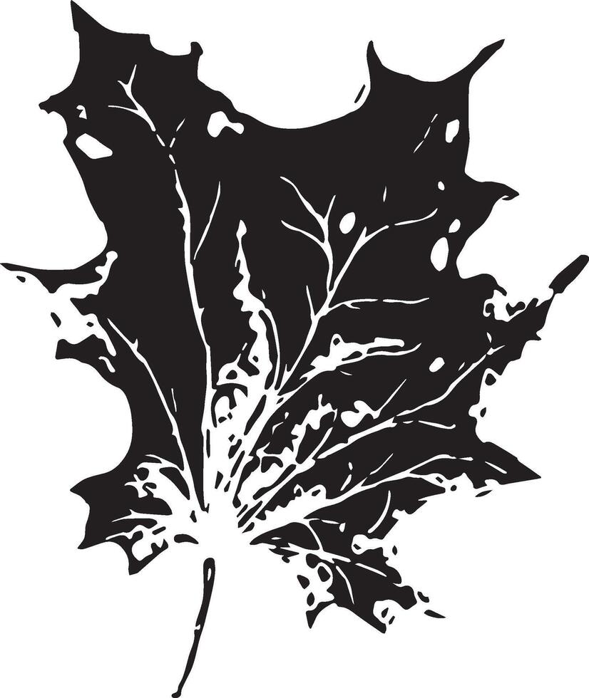 skizzieren Zeichnung von ein Ahorn Blatt im schwarz und Weiß Umriss. Jahrgang Ahorn, großartig Design zum irgendein Zwecke. vektor