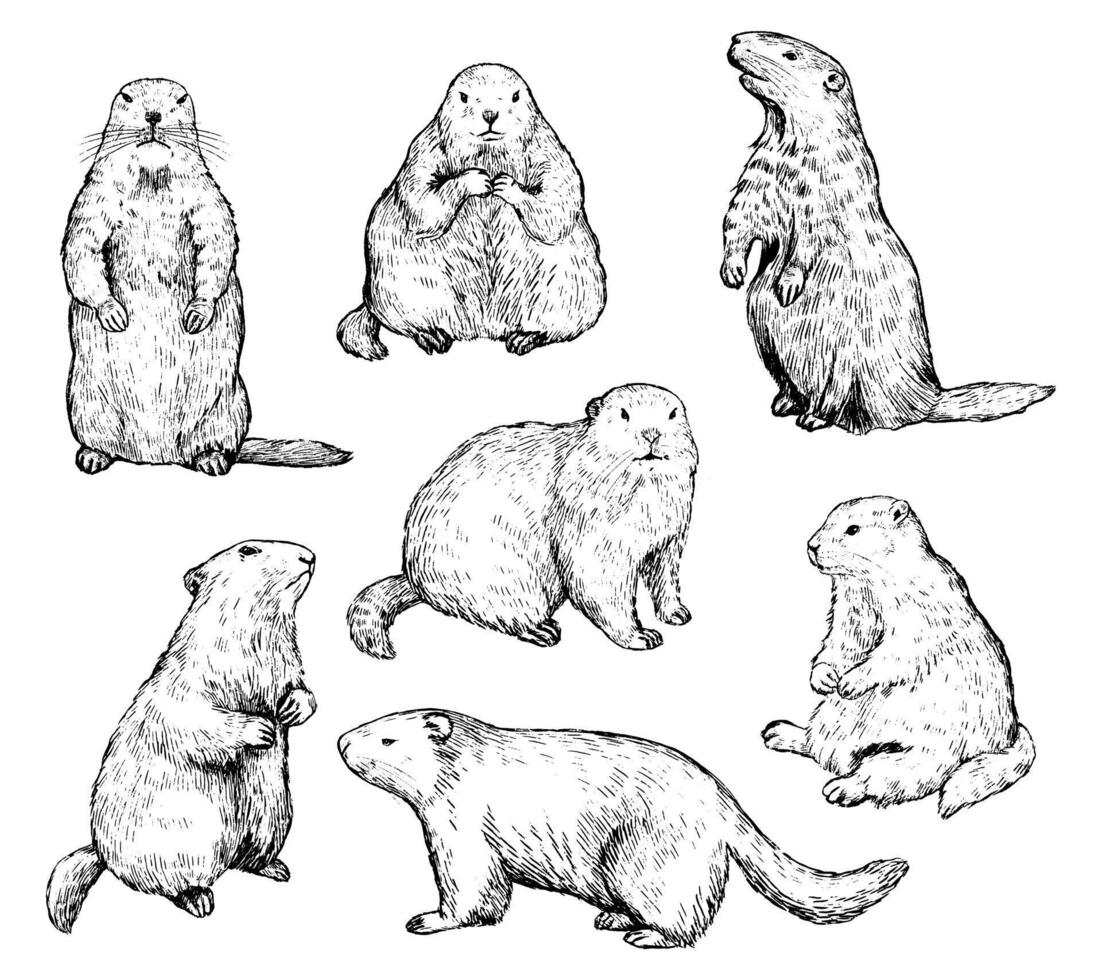 uppsättning av marnots vektor illustration. realistisk jordsvin i annorlunda positioner. söt murmeldjur samling. groundhog dag Semester element. årgång bläck skisser isolerat på vit.