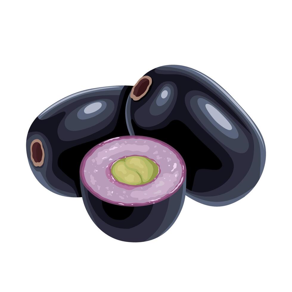 vektor illustration, syzygium spiskummin, vanligen känd som malabar plommon, java plommon, svart plommon, jamun, jambul, eller jambolan, isolerat på vit bakgrund.