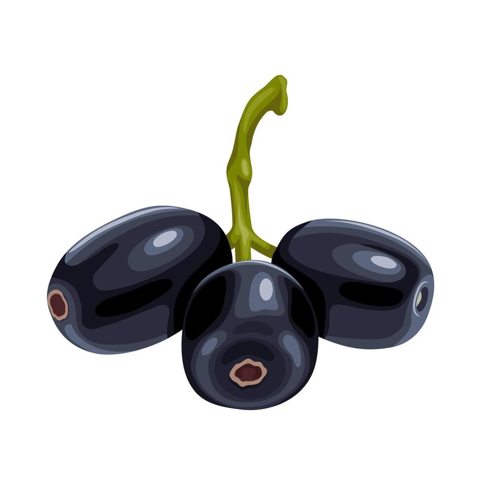 vektor illustration, syzygium spiskummin, vanligen känd som malabar plommon, java plommon, svart plommon, jamun, jambul, eller jambolan, isolerat på vit bakgrund.