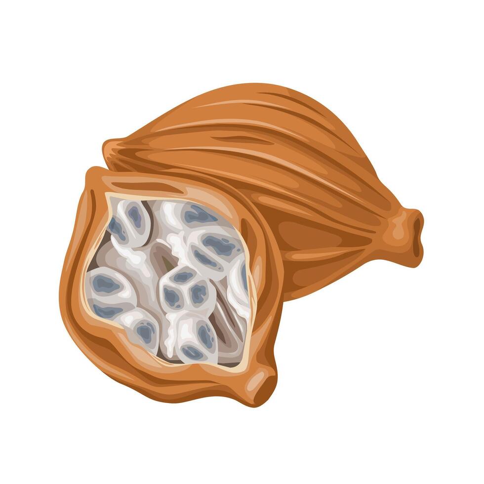 vektor illustration, wurfbainia villosa, också känd förbi de basonym amomum villosum, isolerat på vit bakgrund.