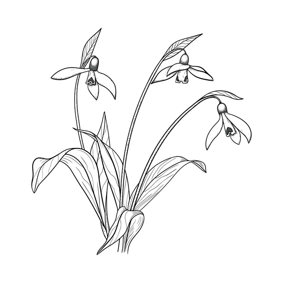 Vektor Illustration von Schneeglöckchen Blumen