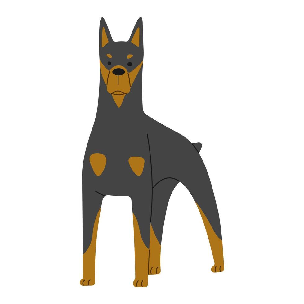 doberman söt på en vit bakgrund, vektor illustration.