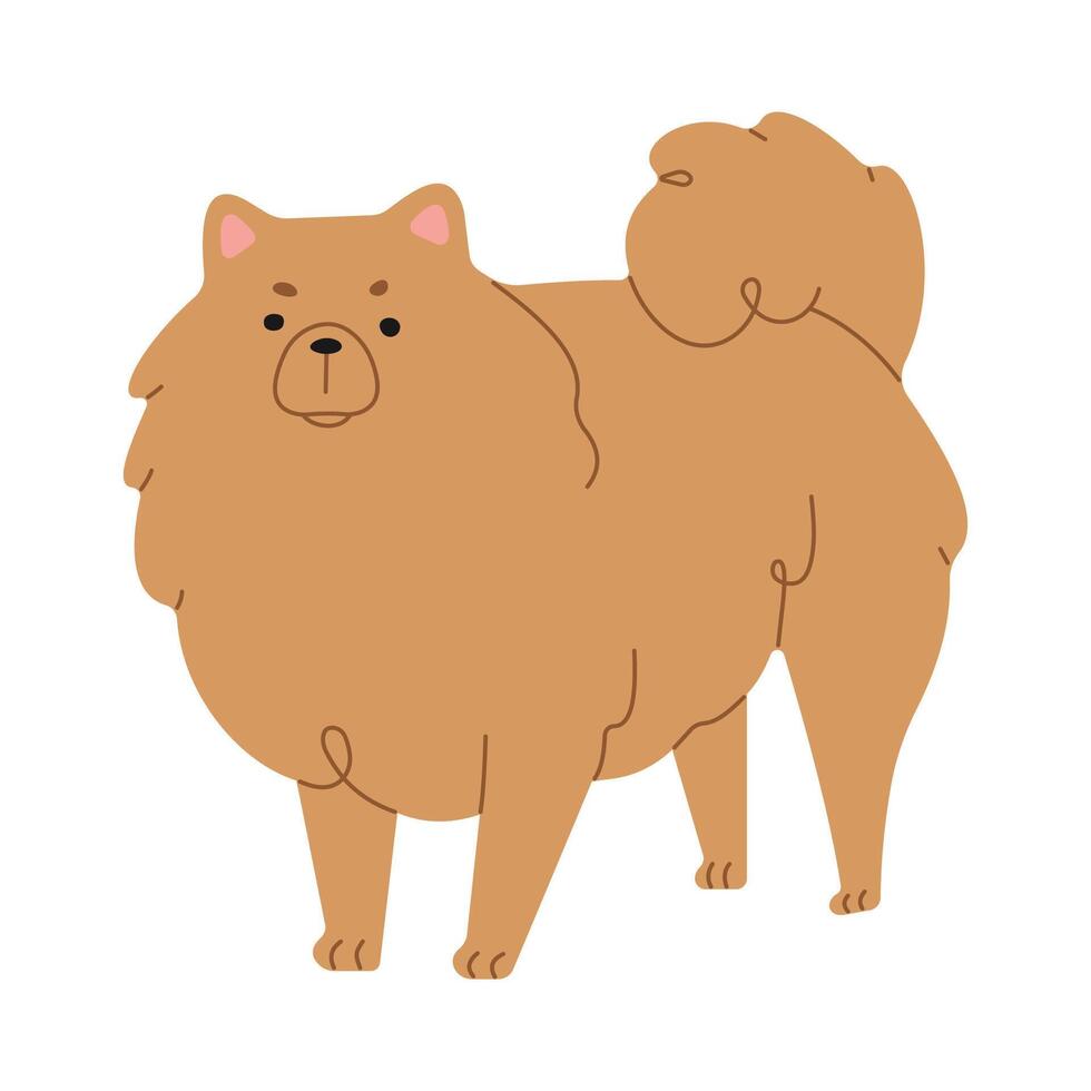 pomeranian söt på en vit bakgrund, vektor illustration.