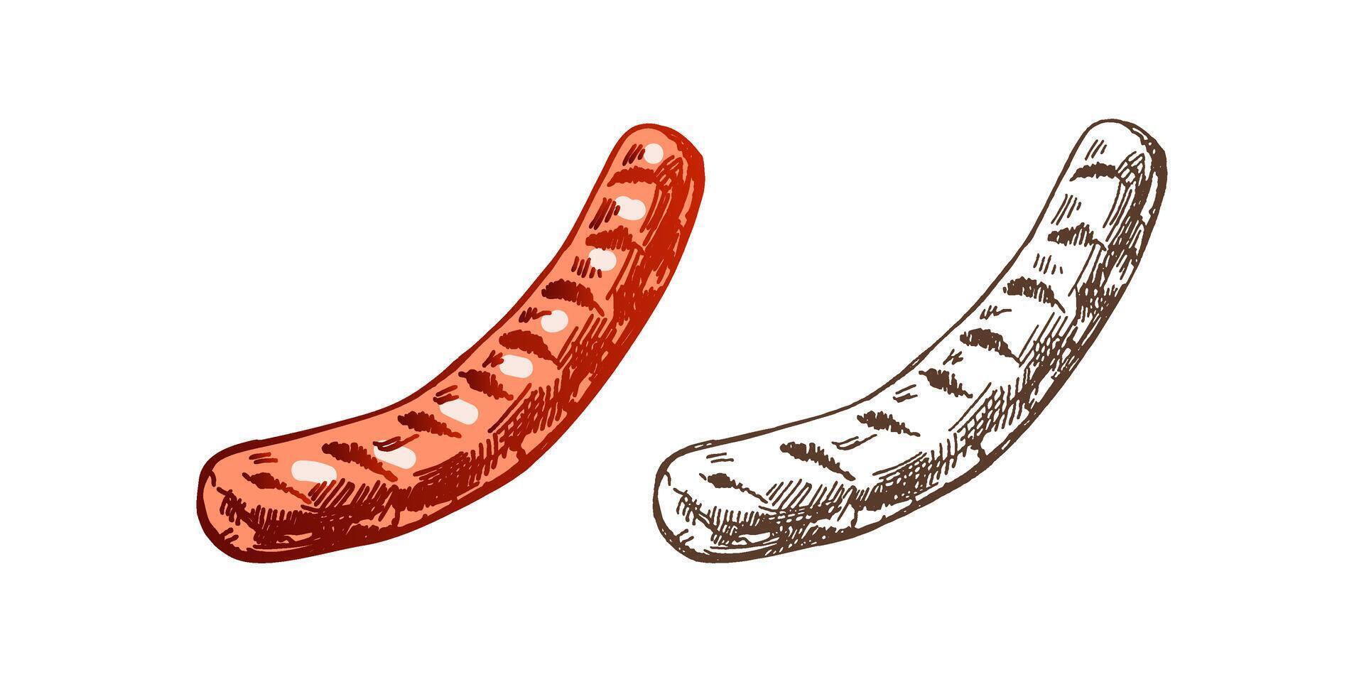 organisch Lebensmittel. handgemalt farbig und einfarbig Vektor skizzieren von Grill gegrillt Wurst. Jahrgang Illustration. Dekorationen zum das Speisekarte von Cafés und Etiketten. graviert Bild.