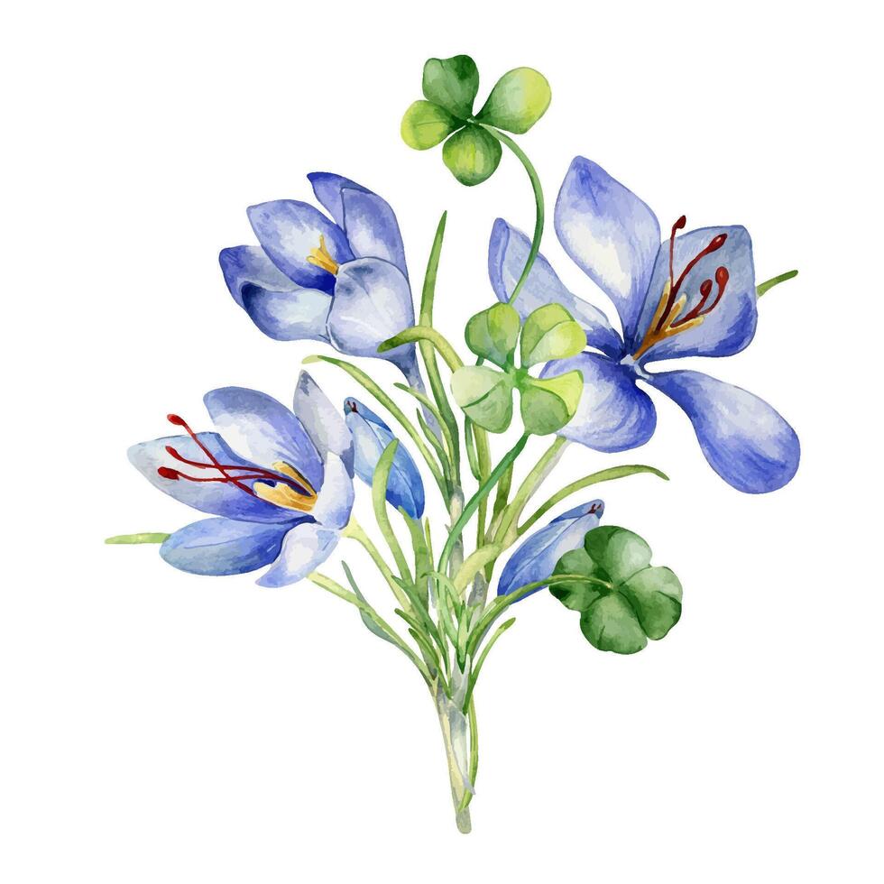 knippa av vitklöver och krokus vattenfärg illustration isolerat på vit. målad grön klöver och blå blommor. irländsk tur- symbol hand ritade. design för st. patrick dag vykort, baner, påsk kort. vektor