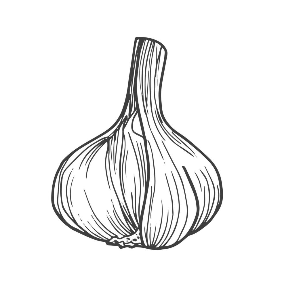 Knoblauch Gliederung Vektor Illustration. Bauernhof Markt Produkt, isoliert Gemüse, Gekritzel Knoblauch skizzieren.