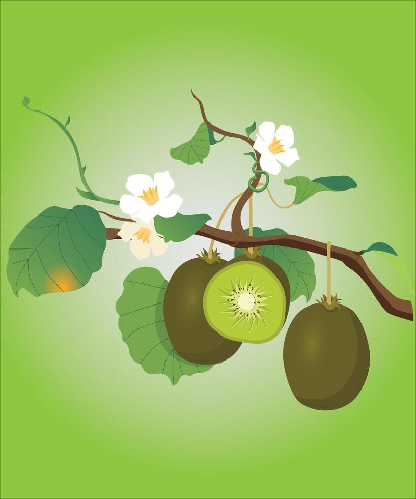 Kiwi Obst auf Baum Ast. Vektor Illustration im realistisch Stil