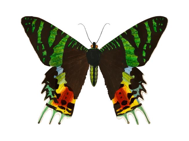 Madagaskas Sunset Moth (Urania Riphaeus) illustrerad av Charles Dessalines D &#39;Orbigny (1806-1876). Digitalförstärkt från vår egen 1892-upplaga av Dictionnaire Universel D&#39;histoire Naturelle. vektor