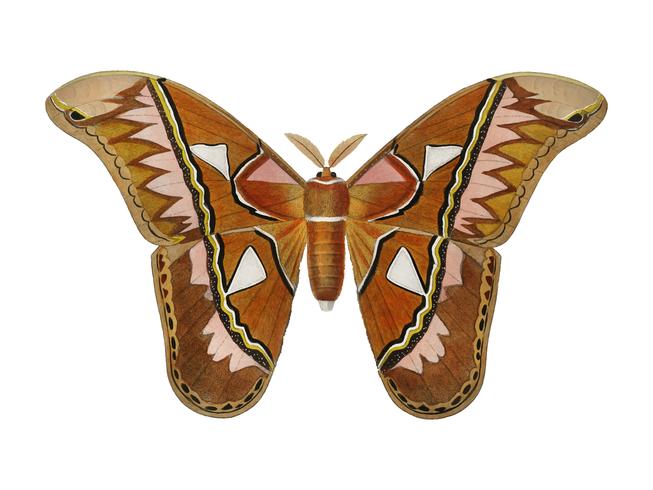 Attacus Atlas Moth (Attacus Aurora) illustrerad av Charles Dessalines D &#39;Orbigny (1806-1876). Digitalförstärkt från vår egen 1892-upplaga av Dictionnaire Universel D&#39;histoire Naturelle. vektor