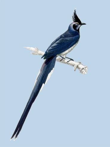 Black-throated magpie-jay (Pica colliei) illustrerad av Charles Dessalines D &#39;Orbigny (1806-1876). Digitalförstärkt från vår egen 1892-upplaga av Dictionnaire Universel D&#39;histoire Naturelle. vektor