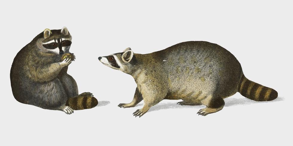 Raccoon (Procyon lotor) illustrerad av Charles Dessalines D &#39;Orbigny (1806-1876). Digitalförstärkt från vår egen 1892-upplaga av Dictionnaire Universel D&#39;histoire Naturelle. vektor