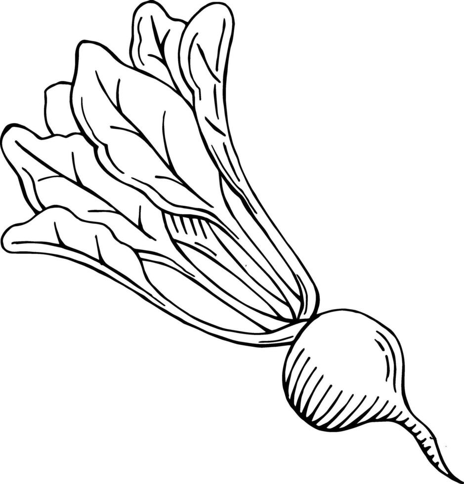 Hand gezeichnet Rübe, Rote Beete Vektor Illustration