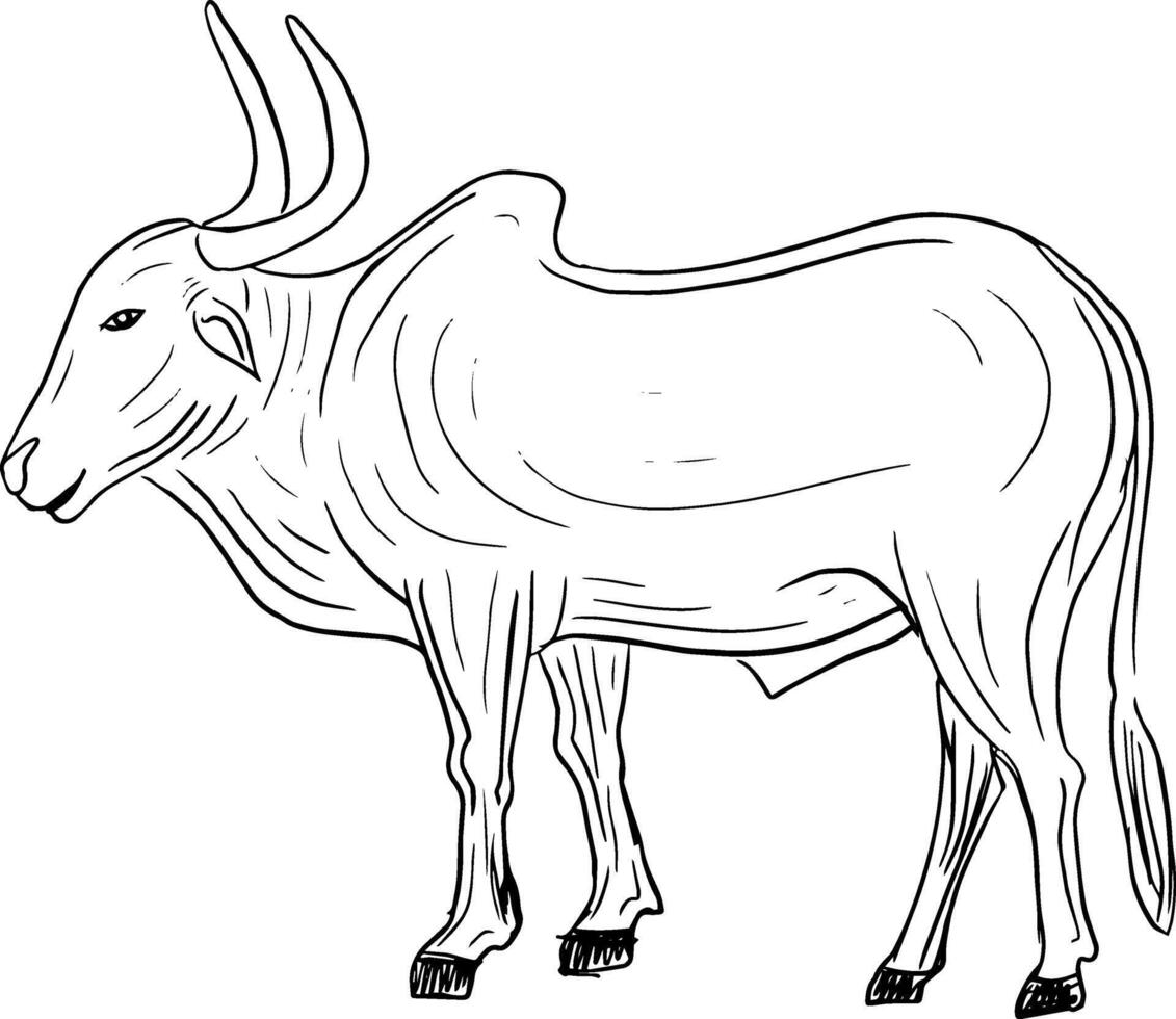 Hand gezeichnet indisch Stier isoliert Vektor