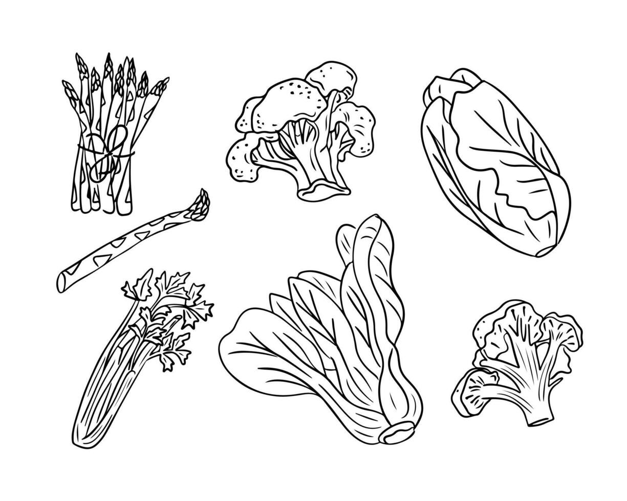 schwarz Hand gezeichnet skizzenhaft einstellen von Grün Gemüse. Gekritzel Kontur Gemüse zum gesund Essen auf Weiß Hintergrund. Ideal zum Färbung Seiten, Tätowierung, Muster vektor