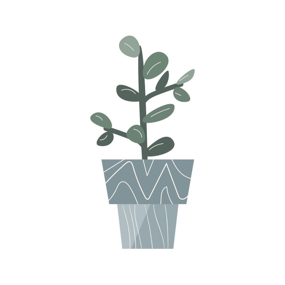 saftig i platt stil, Hem växt i pott. vektor illustration isolerat. kan Begagnade för hälsning kort, baner, klistermärke, tapet, dekoration baner och affisch. Hem växt i dekorativ gyllene pott.