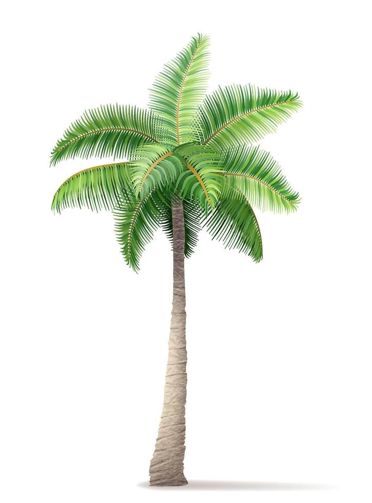 tropisch Palme Baum mit Grün Laub Vektor Illustration isoliert auf Weiß Hintergrund