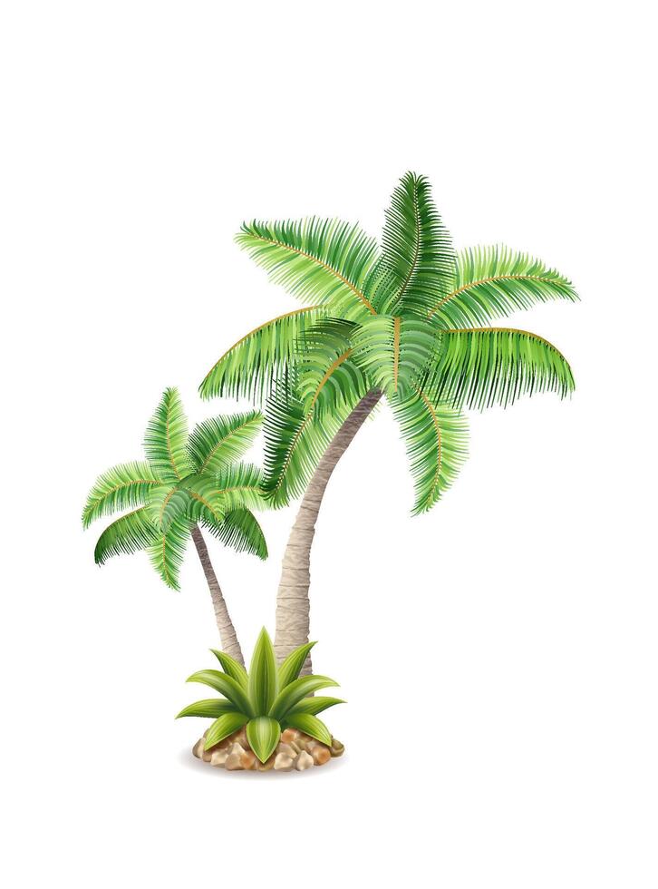tropisk handflatan träd med grön lövverk vektor illustration isolerat på vit bakgrund
