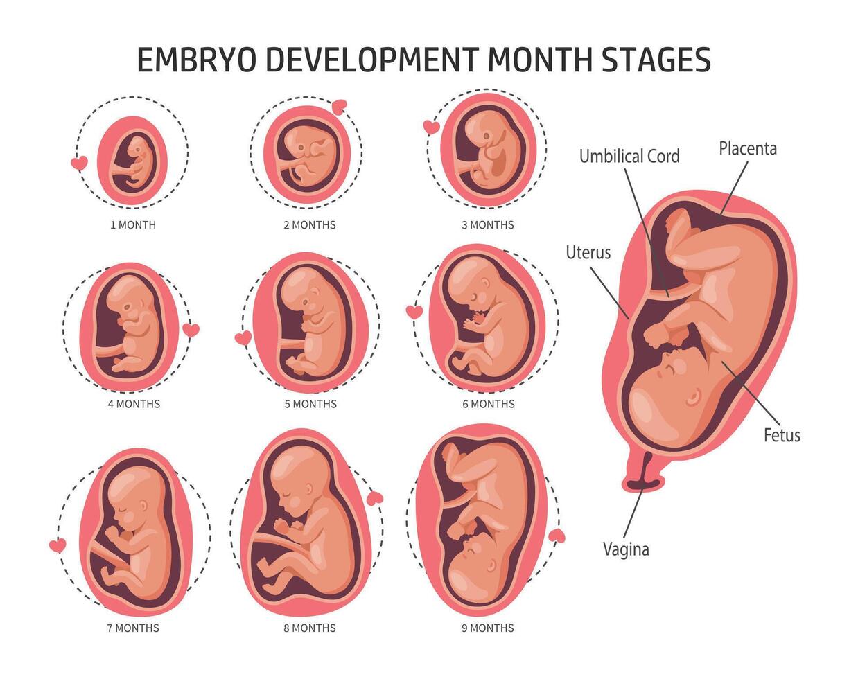embryo i de livmoder, uppsättning. utveckling och tillväxt av de foster på annorlunda stadier av graviditet, en gång i månaden period. illustration, vektor