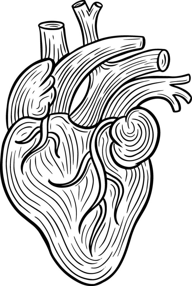 mänsklig hjärta hand dragen graverat skiss teckning vektor