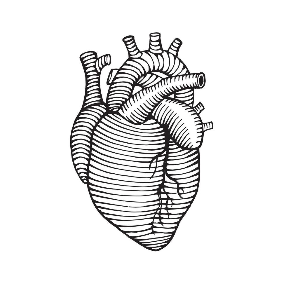 hand dragen mänsklig hjärta teckning illustration graverat stil vektor