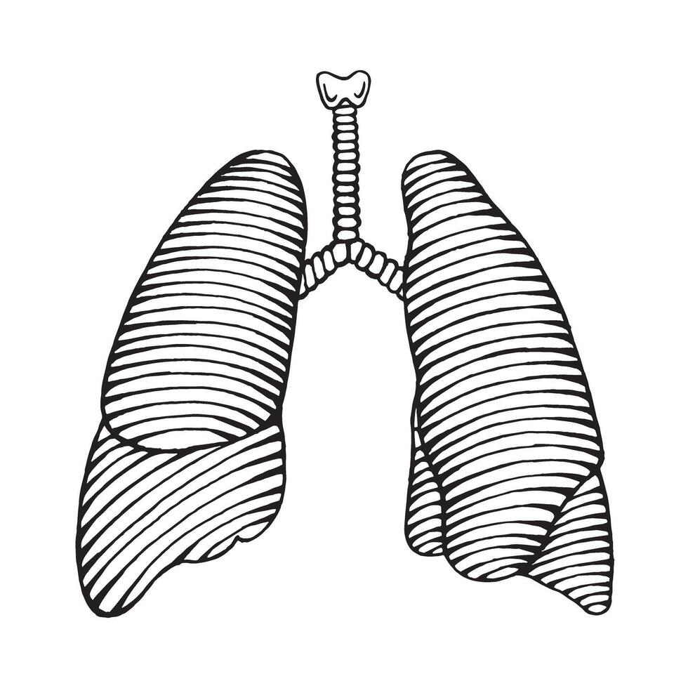 hand dragen mänsklig lunga illustration graverat stil vektor