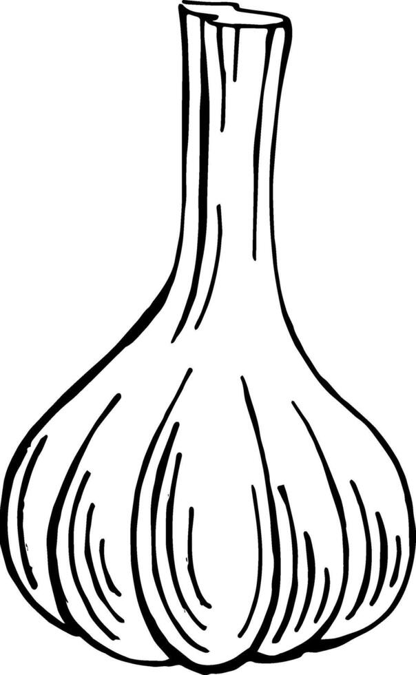 Hand gezeichnet Knoblauch Vektor Illustration