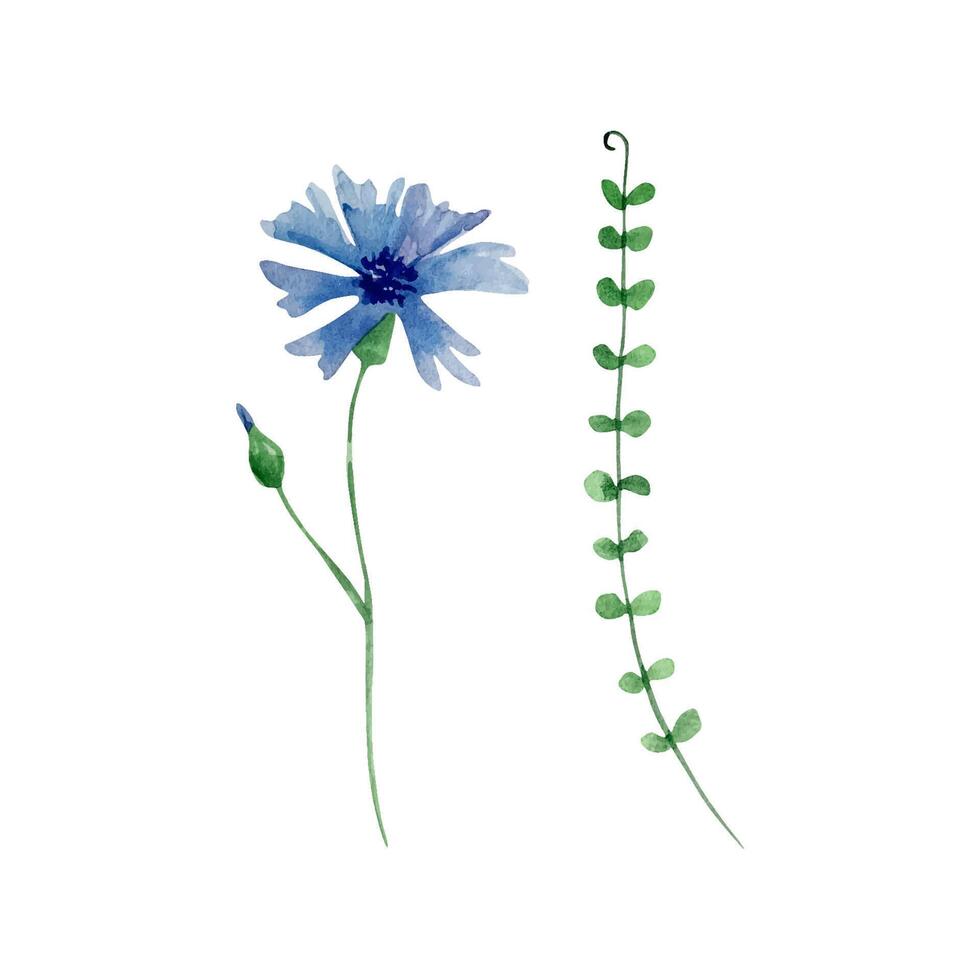 Aquarell Wildblumen, zart botanisch Illustration zum Design Karten und Einladungen vektor