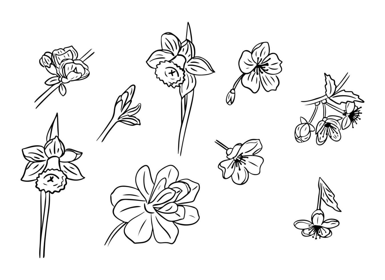 schwarz Hand gezeichnet Gekritzel einstellen von Frühling Blumen. skizzenhaft schwarz Kontur blühen Pflanze auf Weiß Hintergrund. Ideal zum Färbung Seiten, Tätowierung, Muster vektor