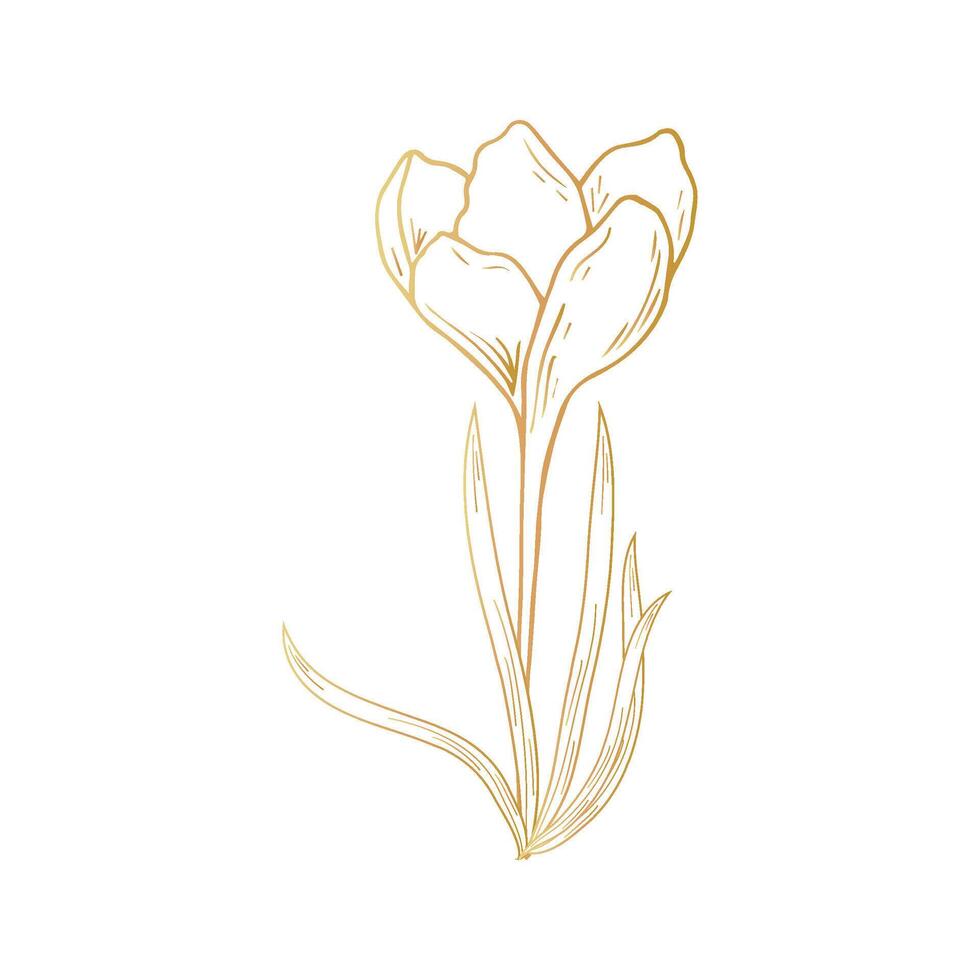 Safran Blume, Krokus im golden Farbe. Hand Zeichnung. zum Postkarten, Einladungen, Es, Drucken, zum Ihre Design. vektor
