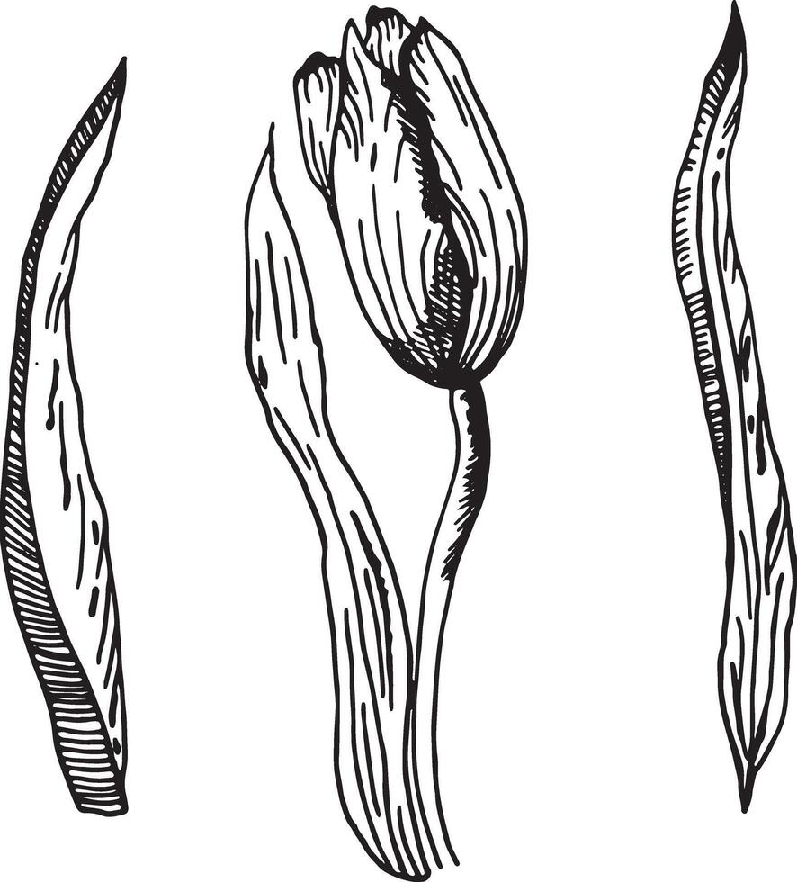 das Tulpen einstellen ist ein Zeichnung hervorgehoben auf ein Weiß Hintergrund. ein handgemalt Zeichnung von ein Tulpe im Tinte. Vektor Illustration