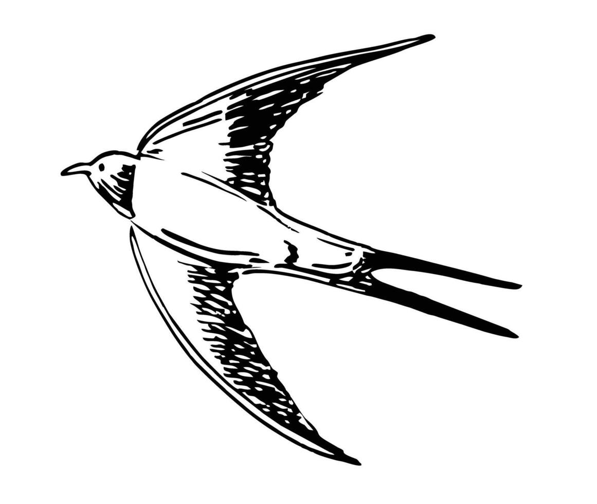 fliegend Schwalben. Hand gezeichnet Vektor Illustration. Vögel einfarbig skizzieren. Gliederung mit Weiß Hintergrund.
