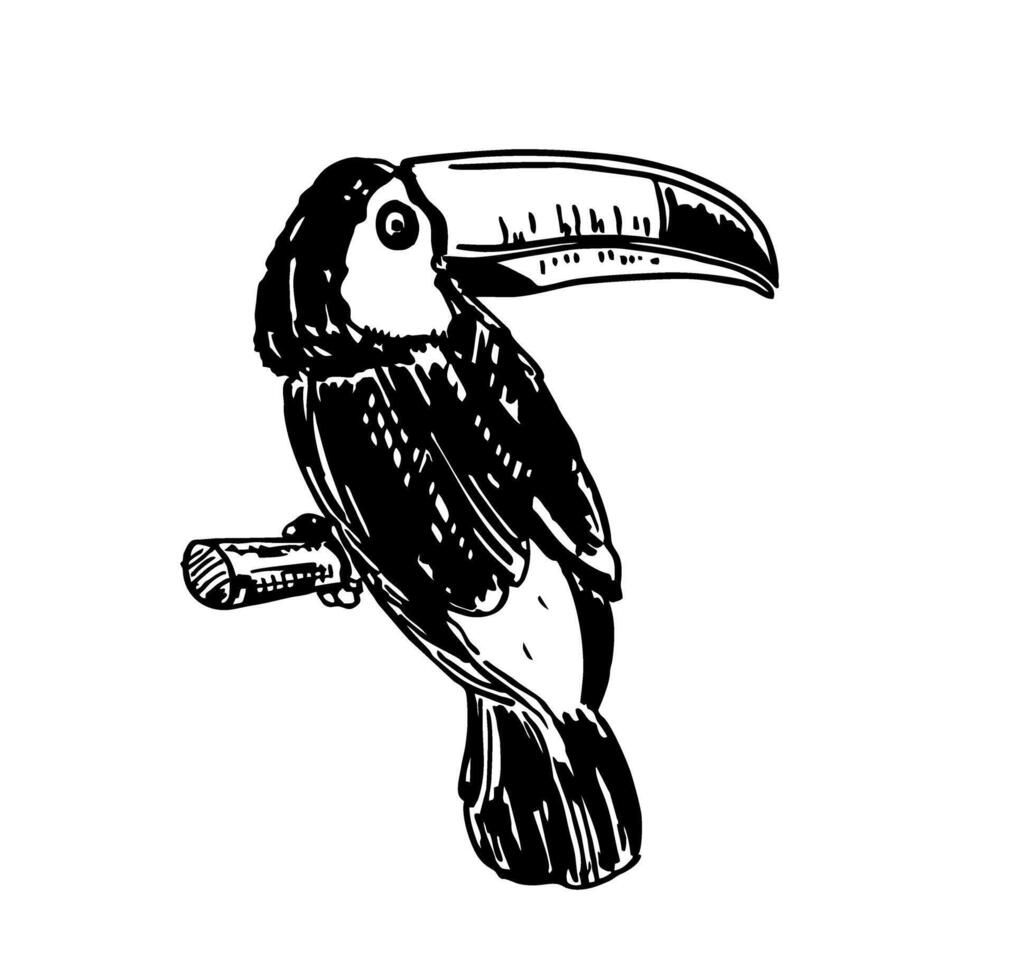 ritad för hand skiss grafik, toucan fågel. gravyr stil. skog toucan fågel Sammanträde på gren. exotisk vild fågel. svart och vit logotyp, tecken, emblem, symbol, t-shirt skriva ut. vektor