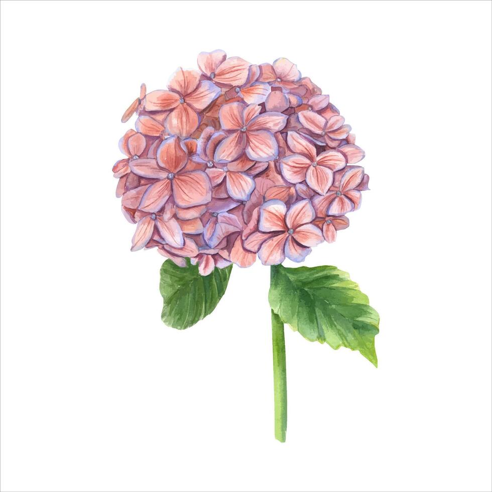 Jahrgang Hortensie Ast. Rosa Blume mit Blätter. Blühen Garten Hortensie. Aquarell Illustration vektor