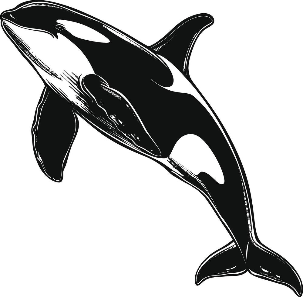 ai generiert Silhouette das Orca oder Mörder Wal schwarz Farbe nur vektor